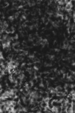 Lefranc & Bourgeois: Conte Soft Pastel Black