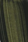 Golden Fluid Acrylic: Sap Green Hue 118ml