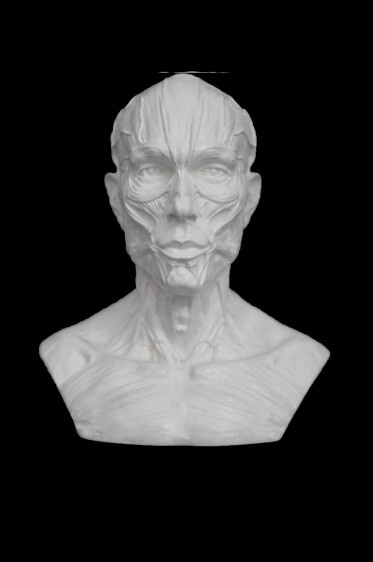 Wooden Mannequin & Models: Human Anatomy Head Muscles