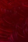 Gamblin Artist Oil: Alizarin Crimson 150ml