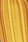 Golden Fluid Acrylic: Transparent Yellow Iron Oxide 118ml