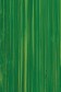Michael Harding Premium Oil Color: Bright Green Lake 40ml
