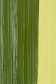Schmincke Mussini Oil Colors: Transparent Golden Green 35ml