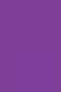 Sakura Acrylic Color: Violet 20ml