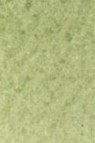 Old Holland Classic Watercolors: Green Earth Half Pan