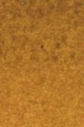 Old Holland Classic Watercolors: Italian Earth Half Pan