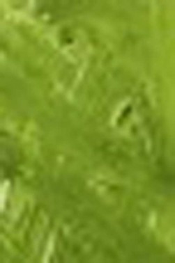 Grumbacher Academy Oil: Thalo Yellow Green 37ml