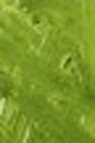 Grumbacher Academy Oil: Thalo Yellow Green 37ml