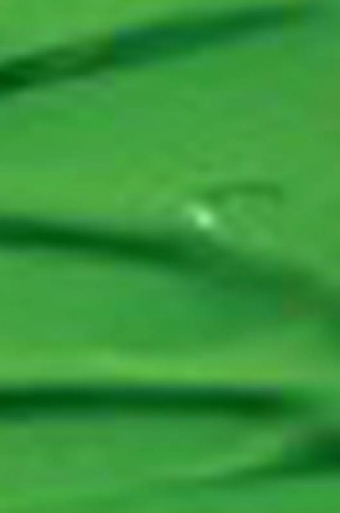 Grumbacher Pre-Tested Oil: Cadmium Green Light 37ml