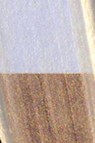Golden Heavy Body Acrylic: Interference Orange Fine 59ml