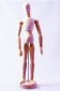 Wooden Mannequin & Models: Wooden Mannequin Male