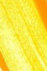 Golden Heavy Body Acrylic: Fluorescent Orange Yellow 59ml