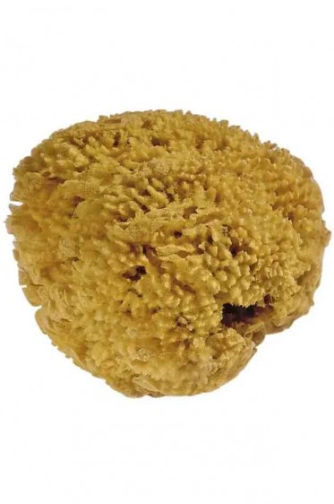 Natural Sea sponge