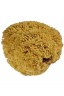 Natursvamp: Natural Sea sponge