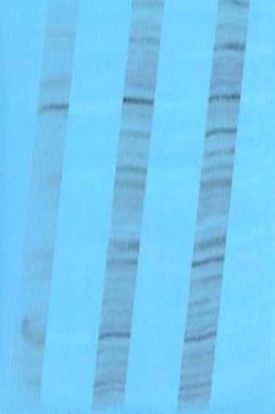 Golden Fluid Acrylic: Light Phthalo Blue 118ml