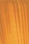 Golden Heavy Body Acrylic: Yellow Ochre 59ml