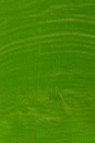 Winsor & Newton Winton Oil: Chrome Green Hue 37ml