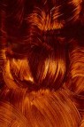 Gamblin Artist Oil: Transparent Earth Orange 37ml