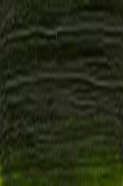 Winsor & Newton Winton Oil: Sap Green  37ml