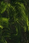 Gamblin FastMatte Alkyd Oil: Sap Green 37ml