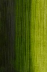 Winsor & Newton Water Mixable Oil: Permanent Sap Green 37ml