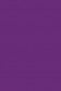 Sakura Poster Color: Purple 30ml