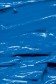 Grumbacher Pre-Tested Oil: Cerulean Blue 37ml