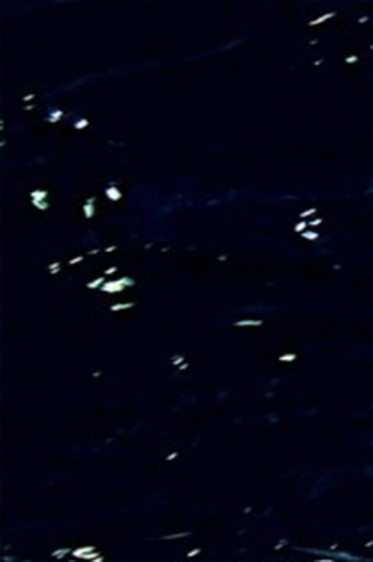 Grumbacher Pre-Tested Oil: Mars Black