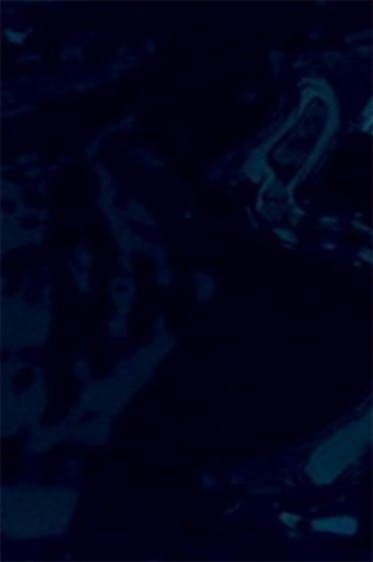 Grumbacher Pre-Tested Oil: Paynes Gray