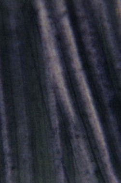 Encaustic Paints: Payne's Grey 40ml