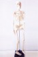Wooden Mannequin & Models: Human Skeleton Model 85cm Height
