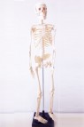 Wooden Mannequin & Models: Human Skeleton Model 85cm Height