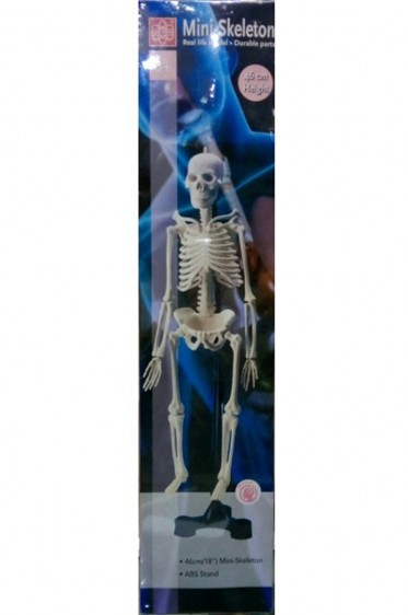 Wooden Mannequin & Models: Human Mini-Skeleton Model