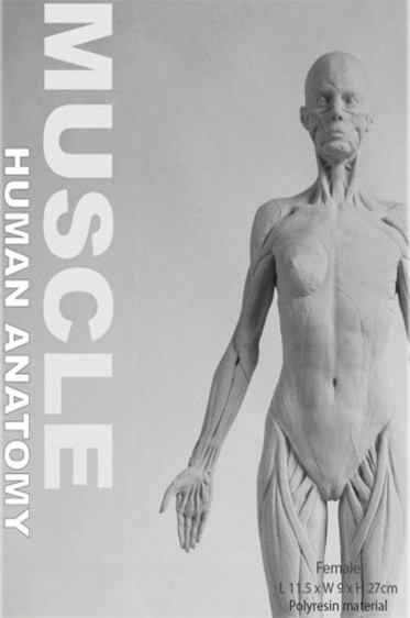  Models: Human Anatomy Female  Muscle