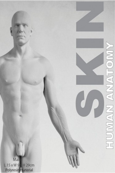 Models: Human Anatomy Male Skin
