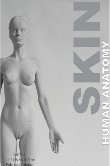 Models: Human Anatomy Female Skin