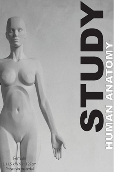 Models: Human Anatomy Female Study